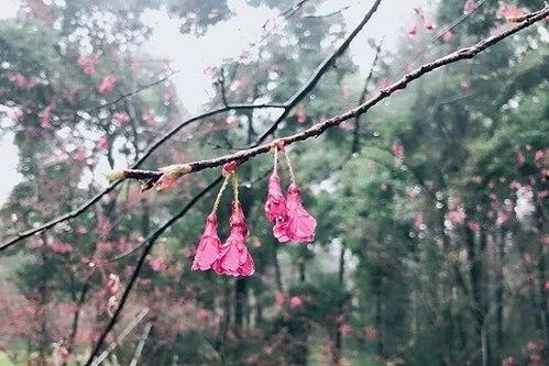 愿红柳,探寻红色记忆中的青春足迹