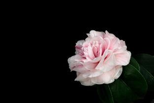 落幕山茶花,一场关于生命与记忆的深情告别